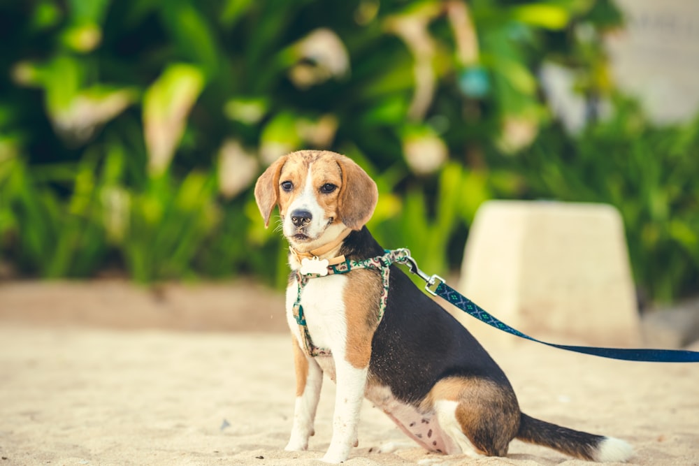 tricolor beagle on white sand during daytime