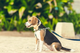tricolor beagle on white sand during daytime