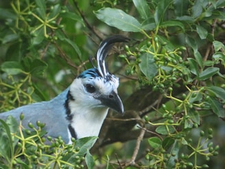 A close-up of a bird with white and blue feathers, a black beak, and distinctive black and white crest on its head. The bird is surrounded by green foliage and unripe berries, blending into the natural environment.