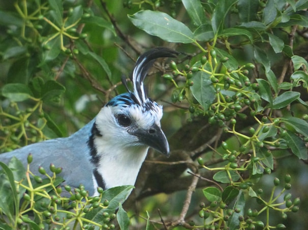 A close-up of a bird with white and blue feathers, a black beak, and distinctive black and white crest on its head. The bird is surrounded by green foliage and unripe berries, blending into the natural environment.