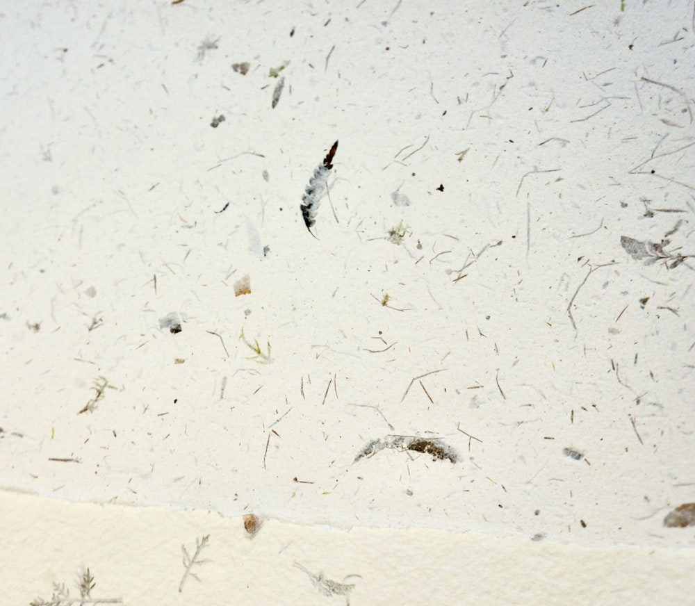 black and brown insect on white surface