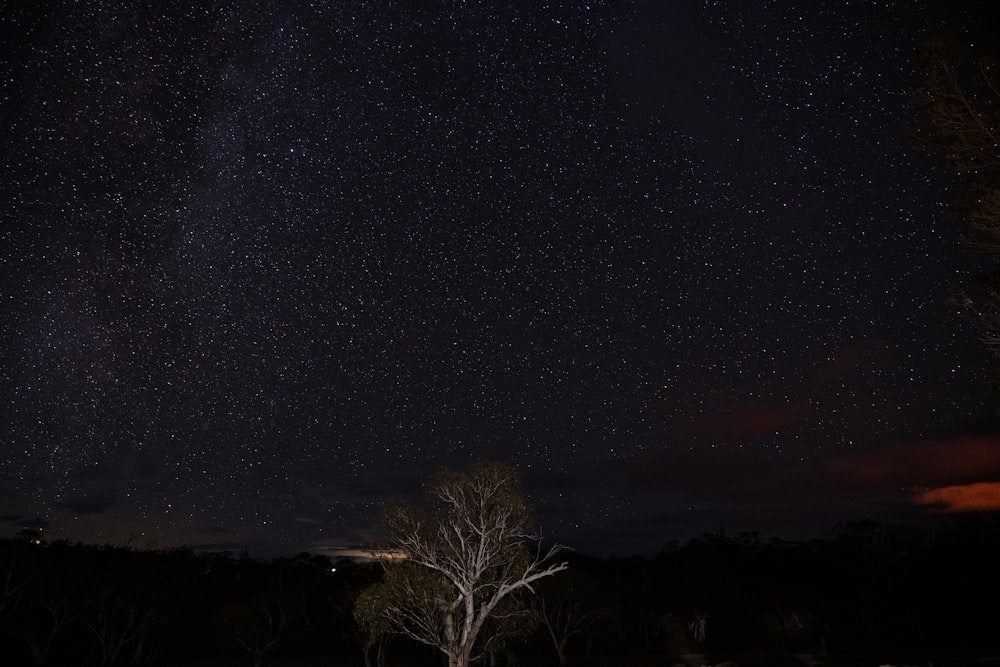 bare tree under starry night