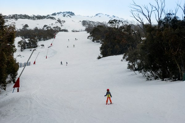 Skiers on a groomed run between snow gum trees at Thredbo with red slalom poles lining the piste