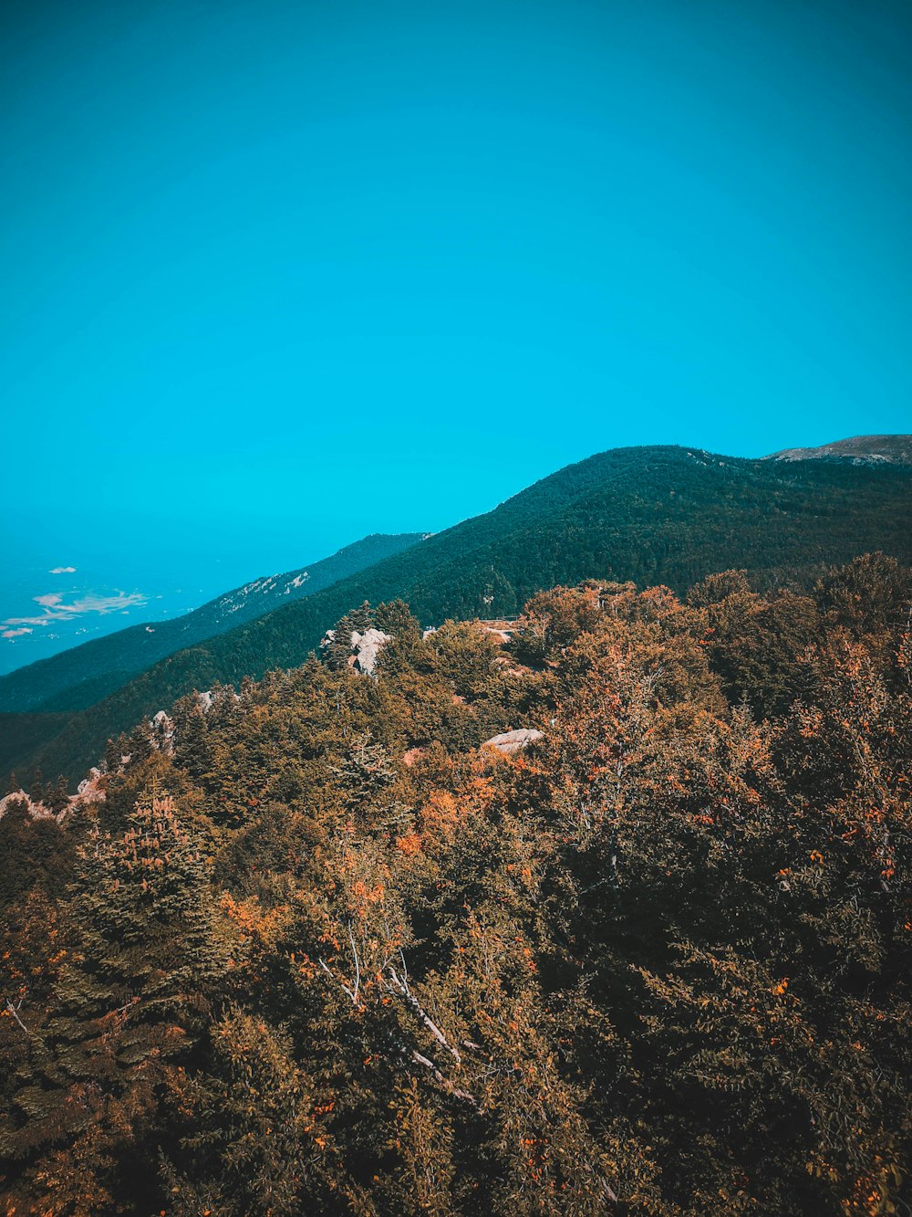 árboles verdes y marrones en la montaña bajo el cielo azul durante el día