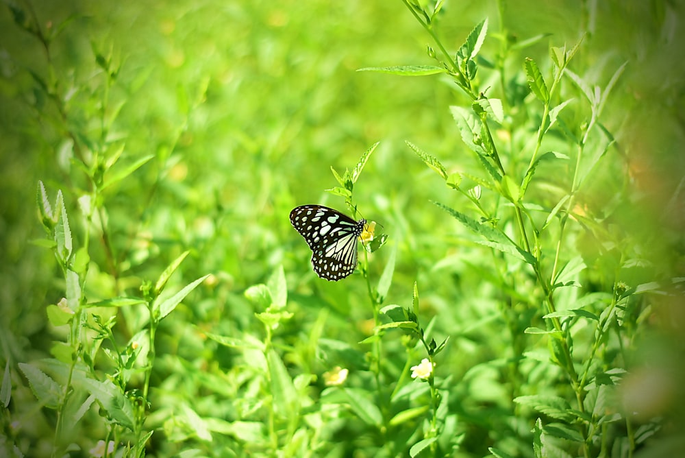 black and white butterfly perched on green plant during daytime