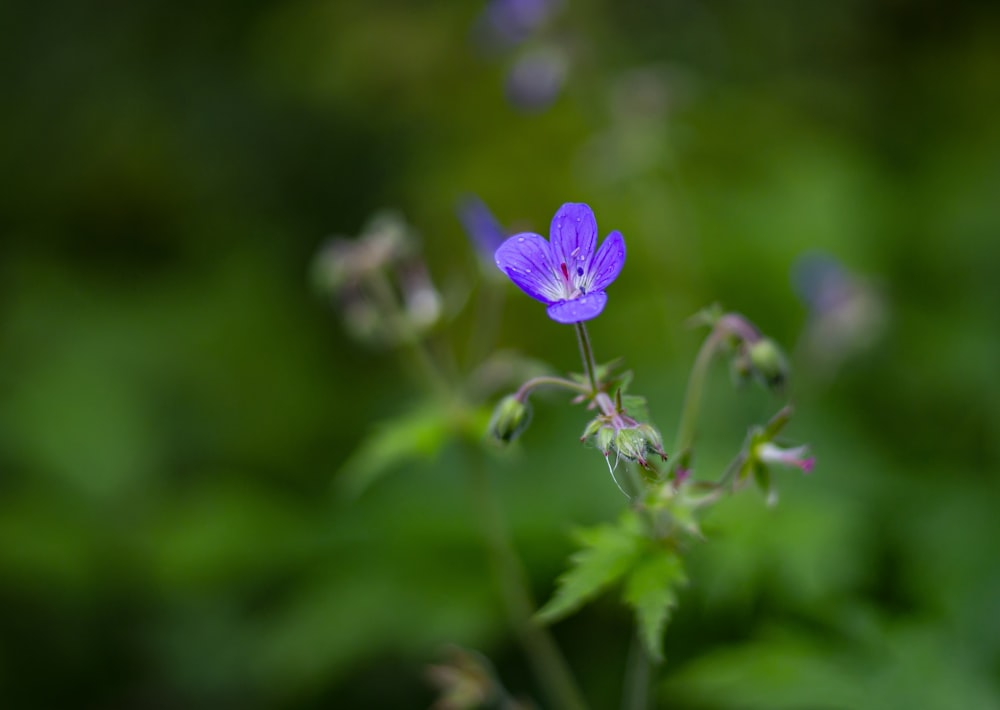 fleur violette dans une lentille à bascule