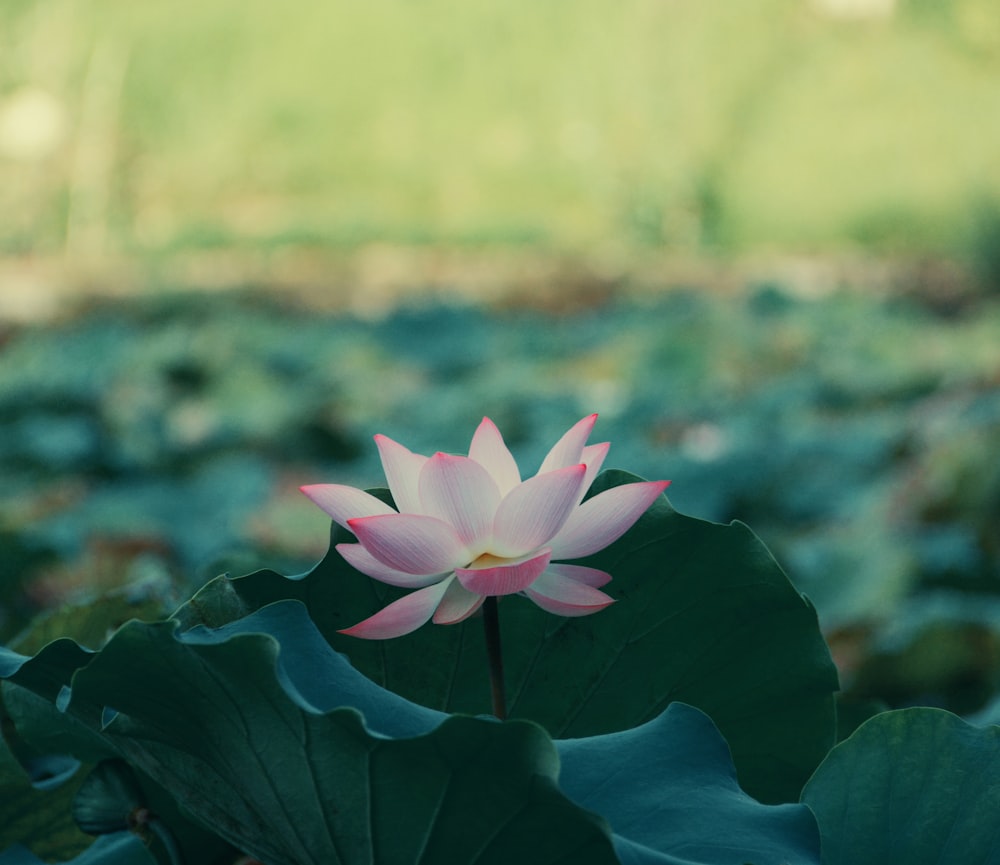 pink lotus flower in bloom during daytime