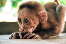 A young monkey with large, expressive eyes and light brown fur lies on the ground. Its face is resting on its hands, and it appears to be gazing contemplatively to the side. The background is softly blurred with hints of green foliage, suggesting an outdoor setting.
