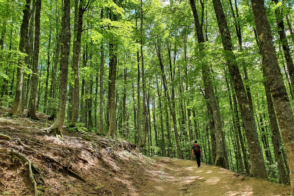 person in black jacket walking on brown dirt road in the middle of green trees during