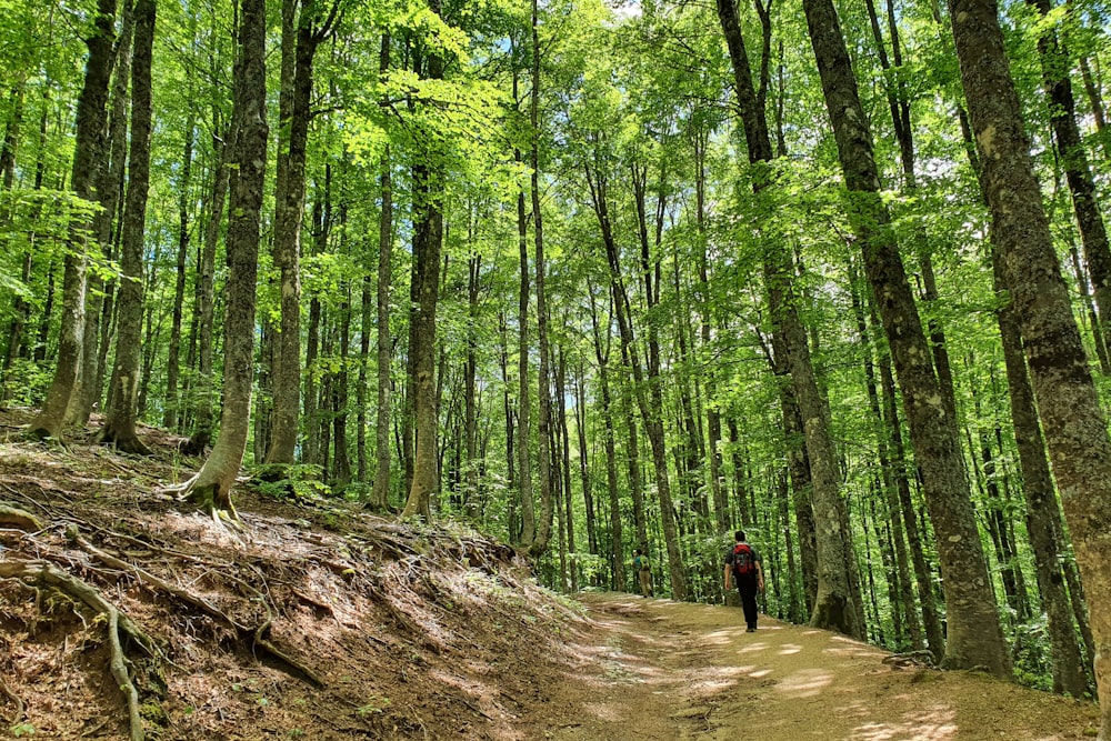 personne en veste noire marchant sur un chemin de terre brun au milieu d’arbres verts pendant