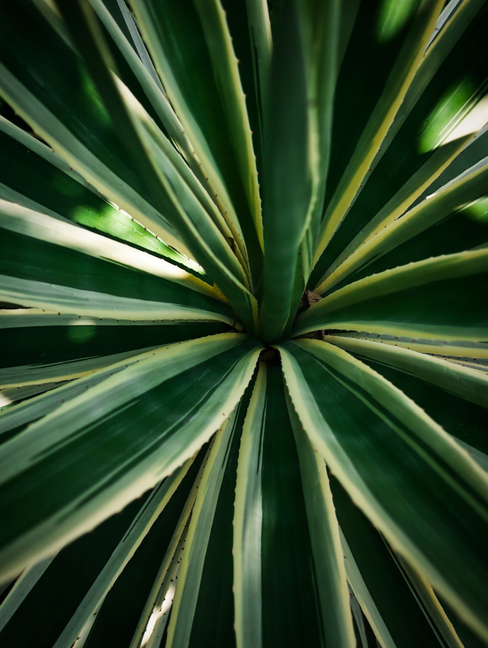 green leaf plant in close up photography