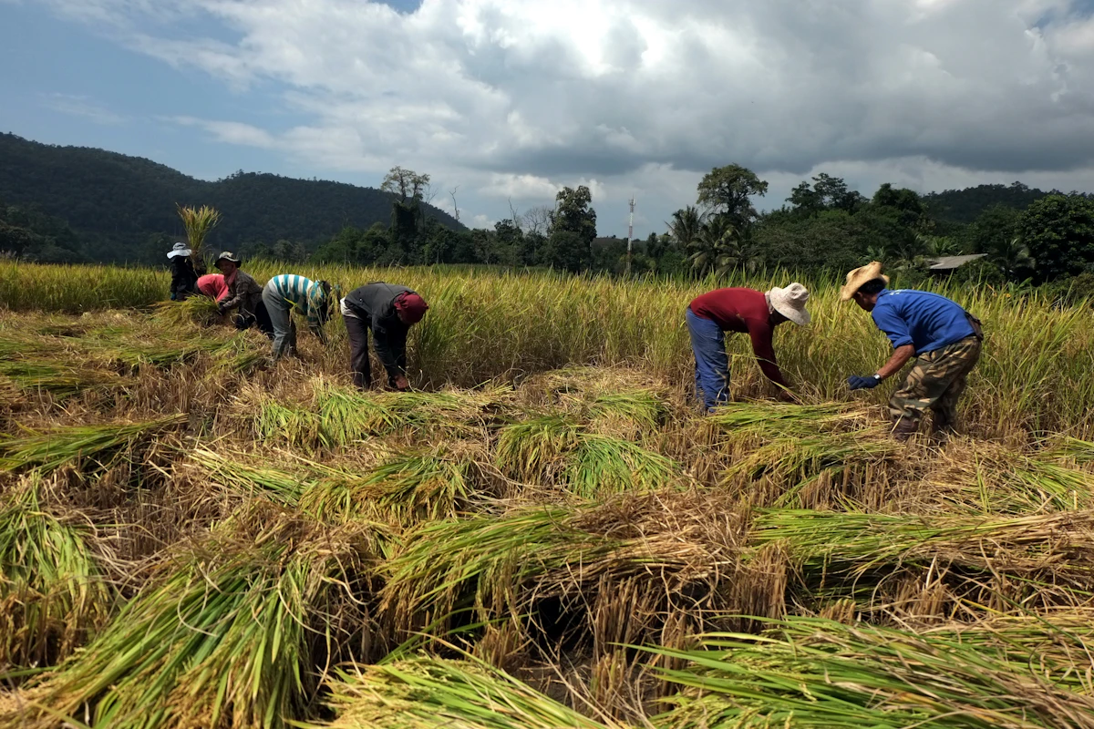 Pekerja memanen padi di ladang.