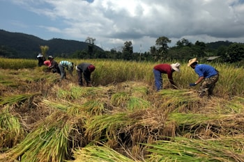 A group of people are working in a rice field, bending over as they harvest crops. The landscape is expansive, featuring lush green rice plants and a backdrop of mountains and trees under a cloudy sky. Each person is wearing a hat to shield themselves from the sun as they focus on gathering the harvest.