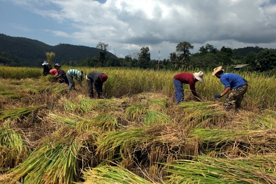 A group of people are working in a rice field, bending over as they harvest crops. The landscape is expansive, featuring lush green rice plants and a backdrop of mountains and trees under a cloudy sky. Each person is wearing a hat to shield themselves from the sun as they focus on gathering the harvest.