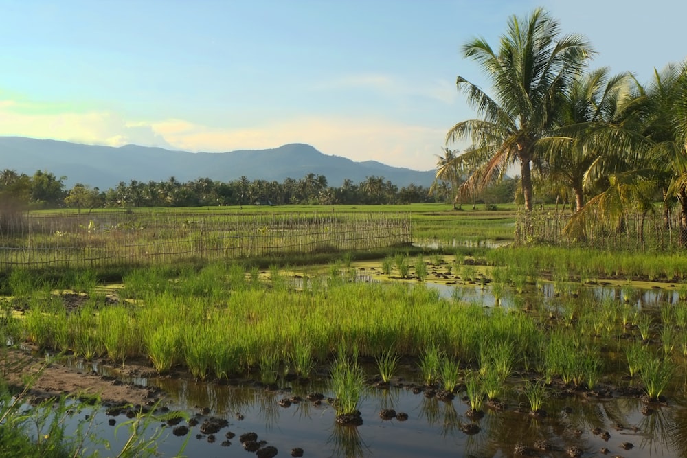 green grass field near body of water during daytime