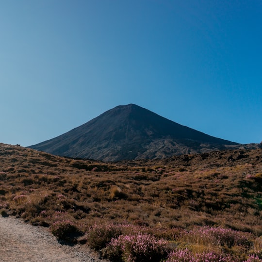 green grass field near mountain under blue sky during daytime in Tongariro Alpine Crossing New Zealand