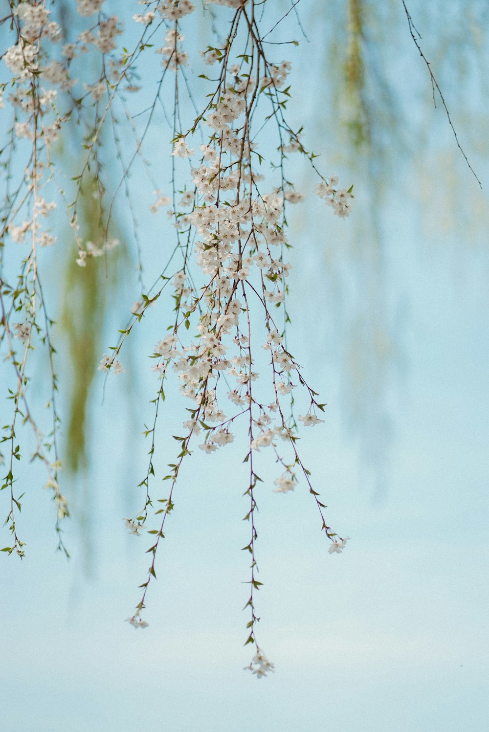 white flowers on brown tree branch