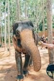 brown elephant near green trees during daytime