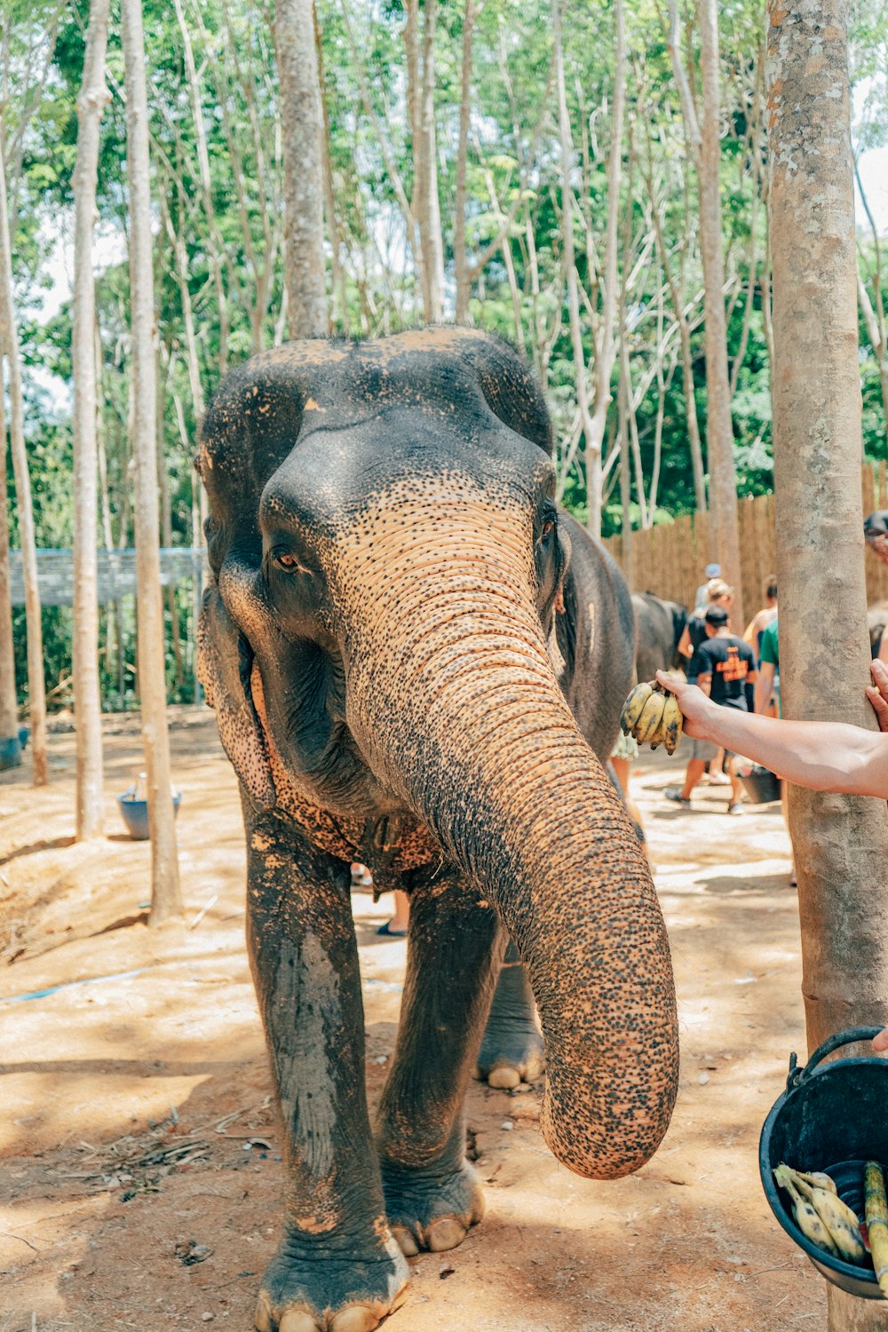 brown elephant near green trees during daytime