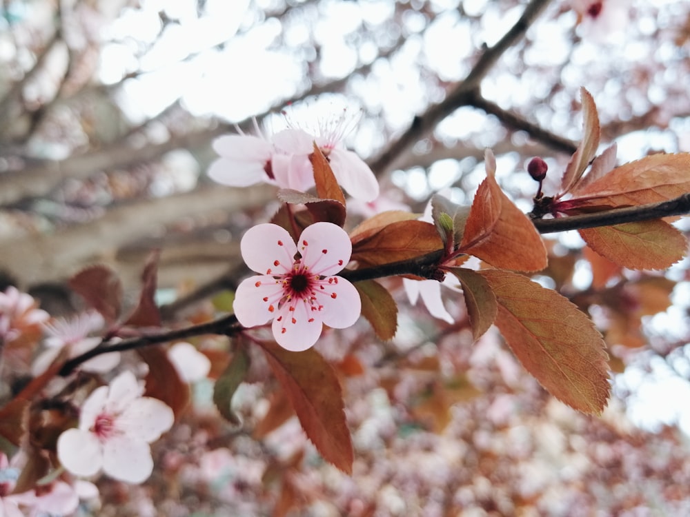 pink cherry blossom in close up photography