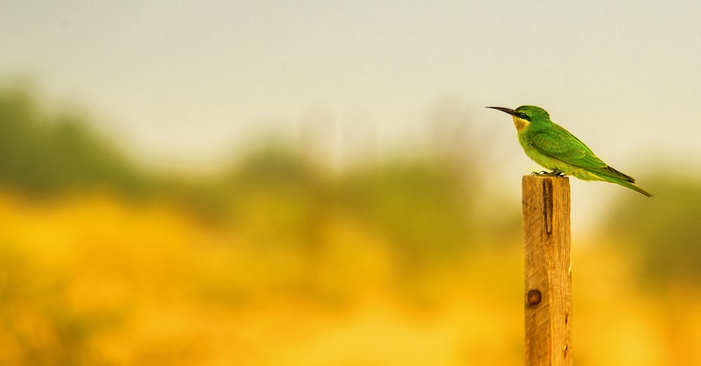 green bird perched on brown stick during daytime