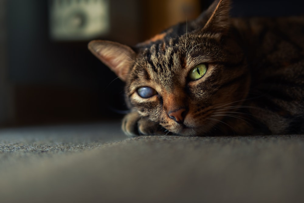 brown tabby cat on gray textile