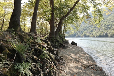 green trees near body of water during daytime