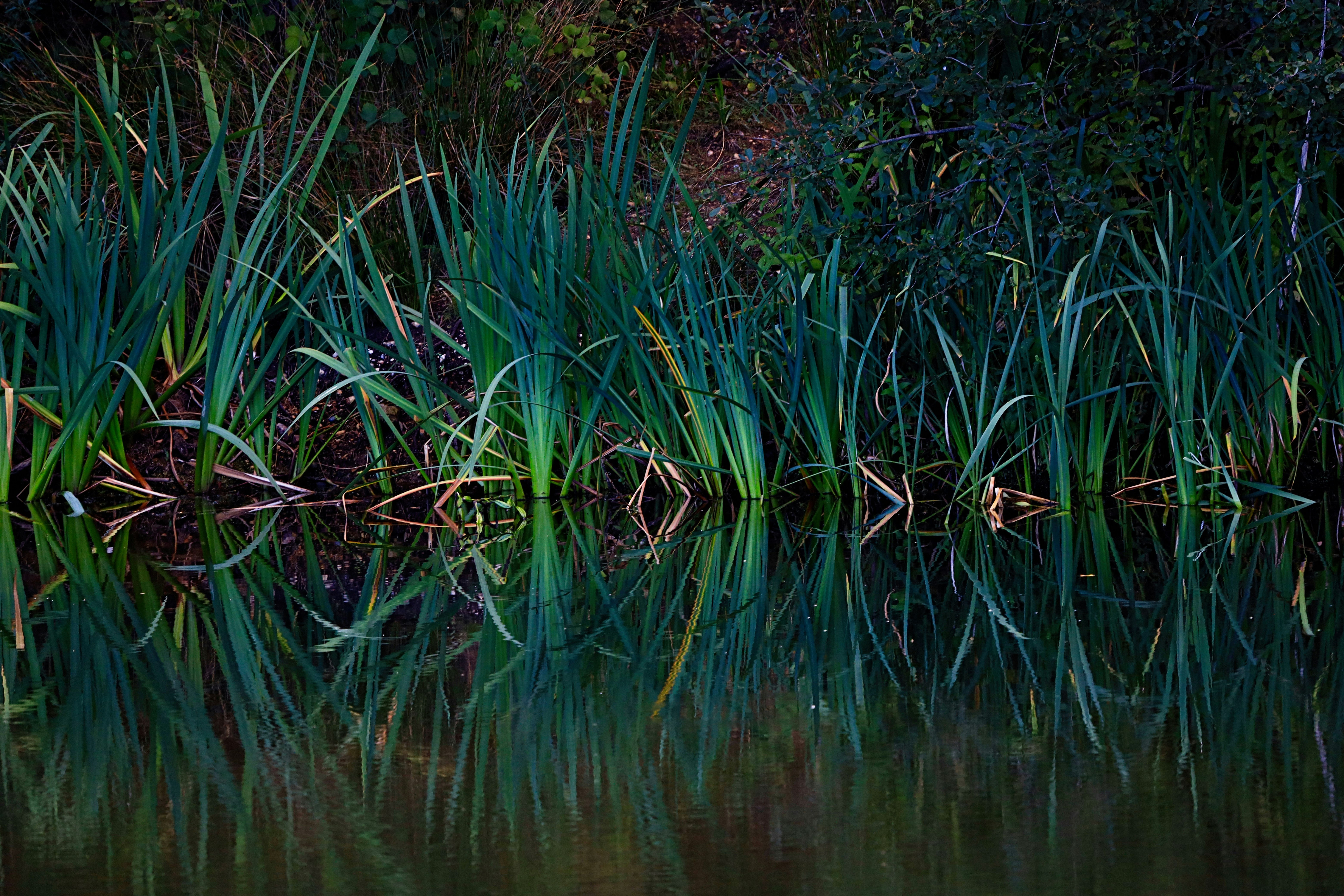 green grass on body of water