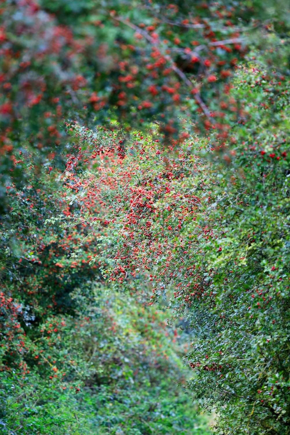 green and red plant during daytime