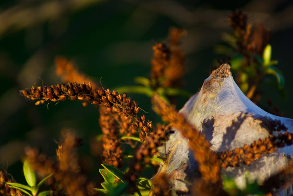 white and brown dried leaf