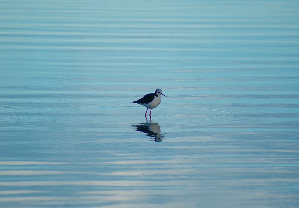 pássaro preto e branco na água durante o dia