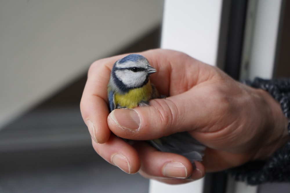 persona sosteniendo un pájaro amarillo, blanco y azul