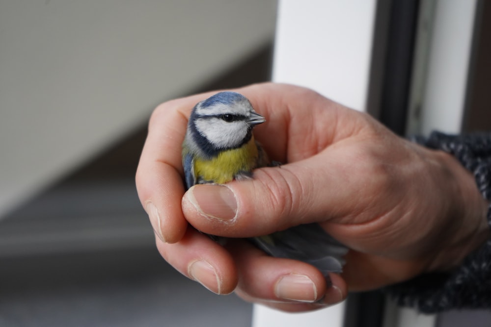 personne tenant un oiseau jaune, blanc et bleu