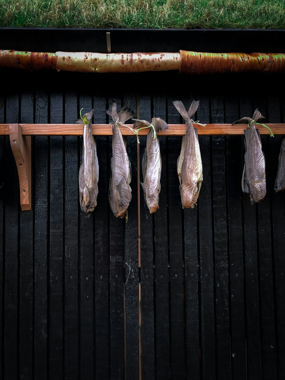 brown and white fish on black wooden fence