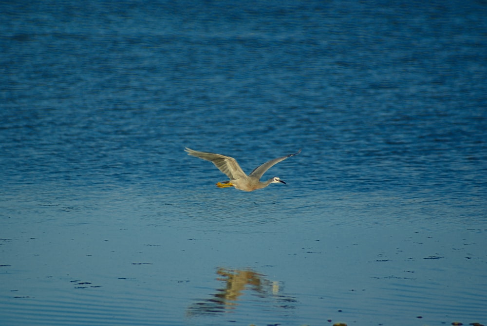 white bird flying over the sea during daytime