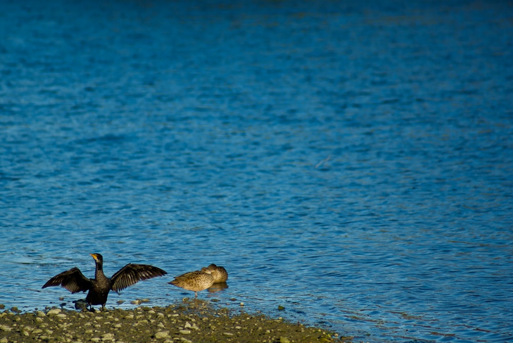 black and white duck on water during daytime