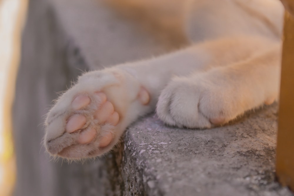 white and brown short coated dog paw