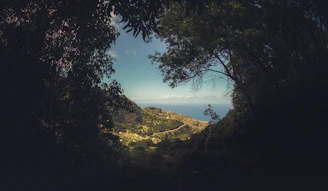 green trees on mountain near body of water during daytime