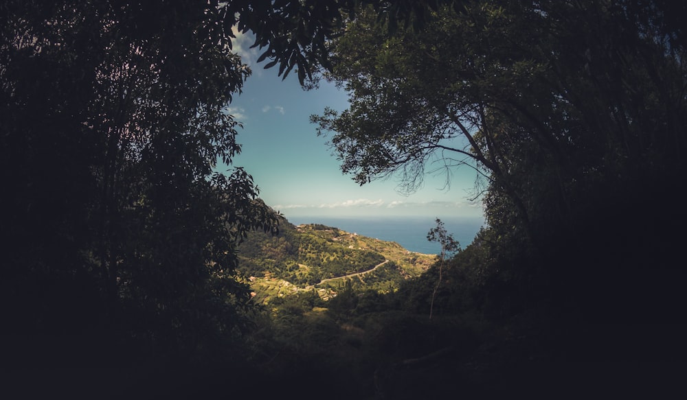 árboles verdes en la montaña cerca del cuerpo de agua durante el día