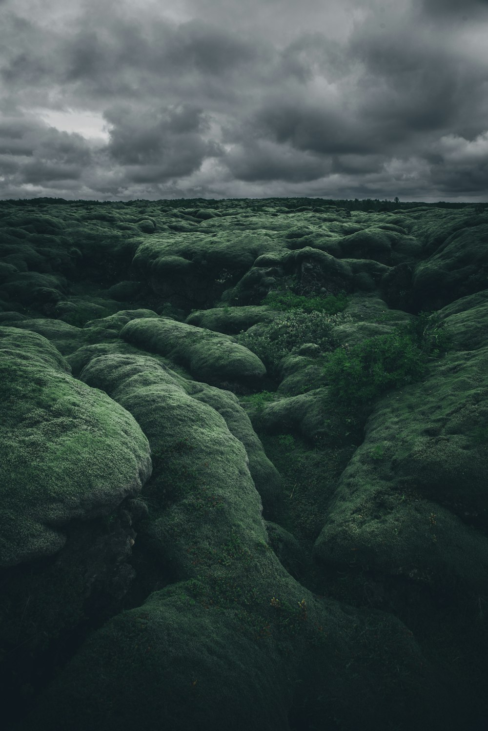 green moss on gray rock