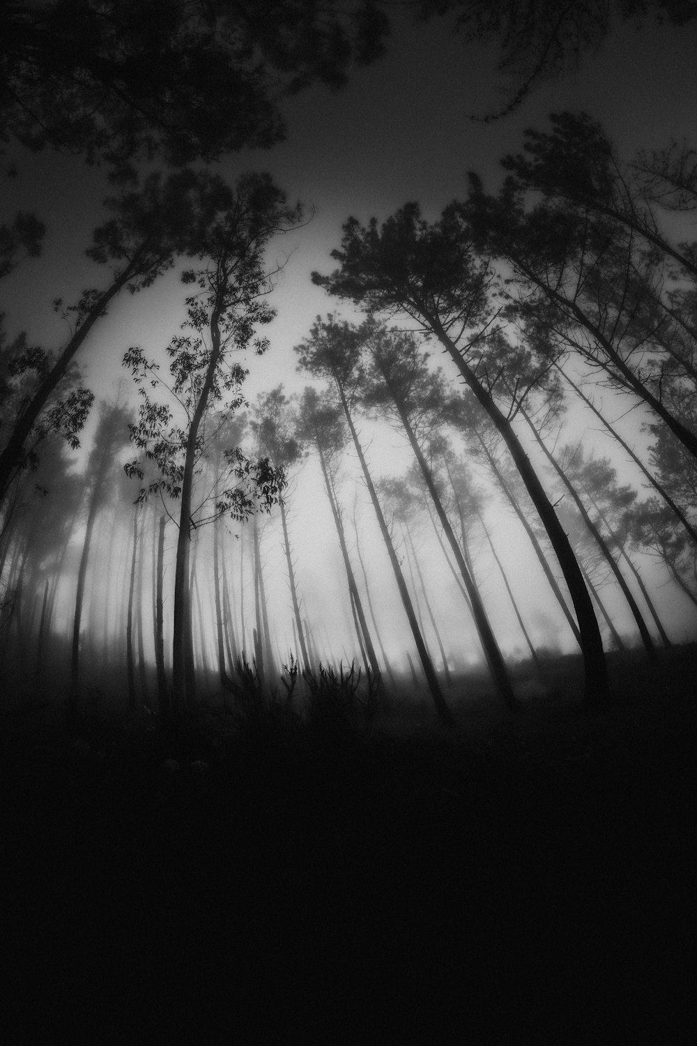 grayscale photography of trees during daytime