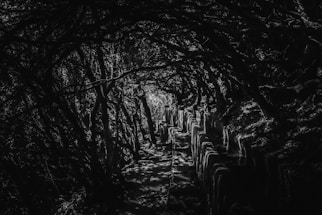 A moody, dark-toned photo of a quiet Nordic forest path at dusk.