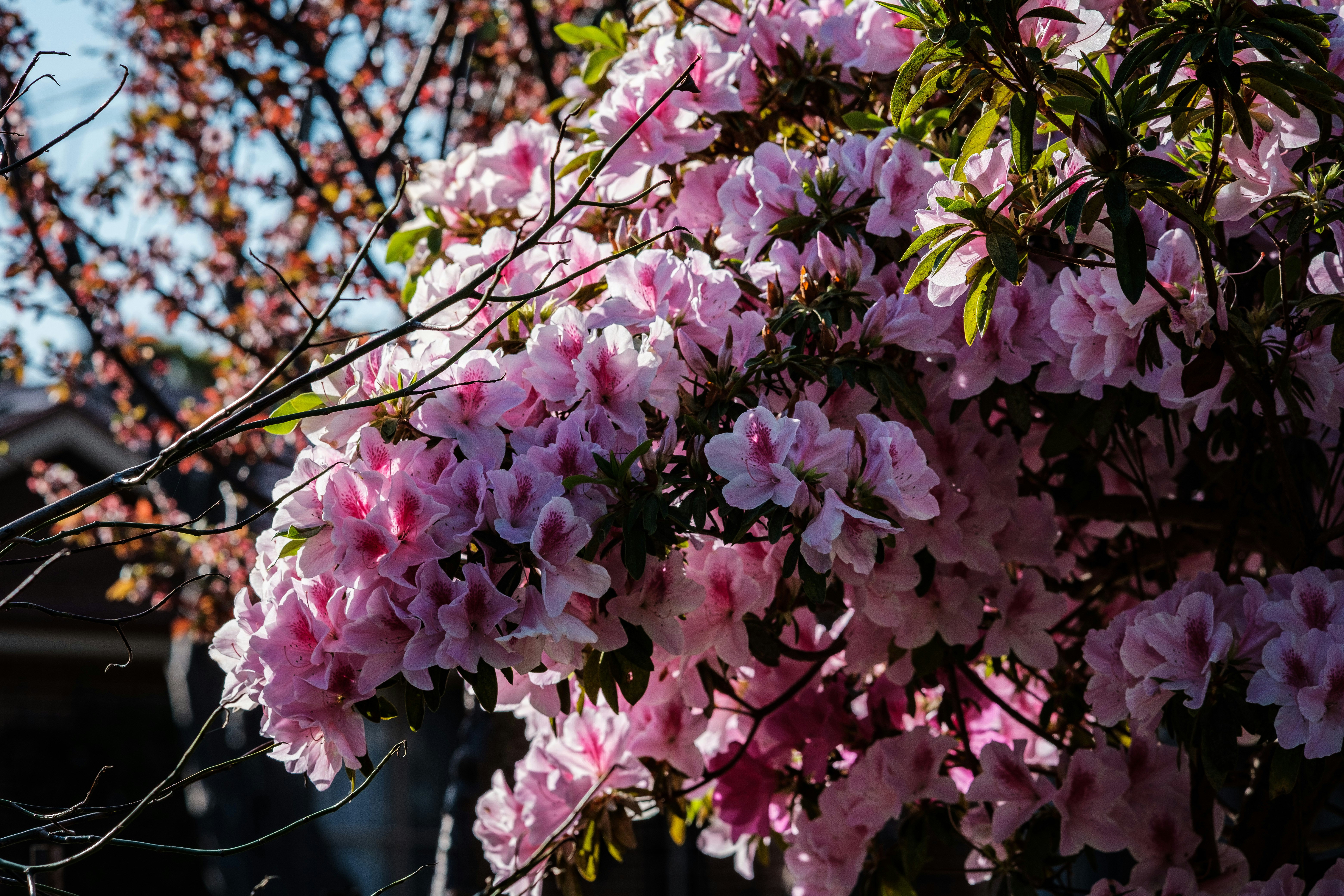 Photo by msohebzaidi