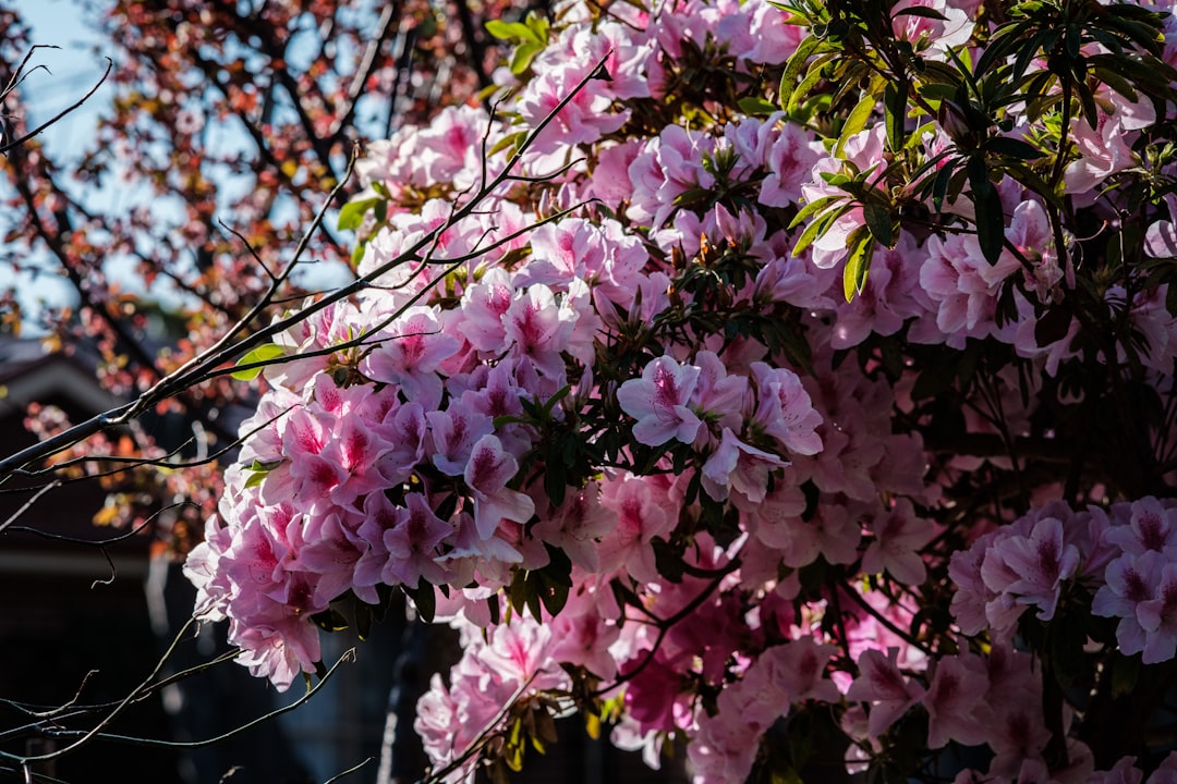 pink and white flowers in tilt shift lens