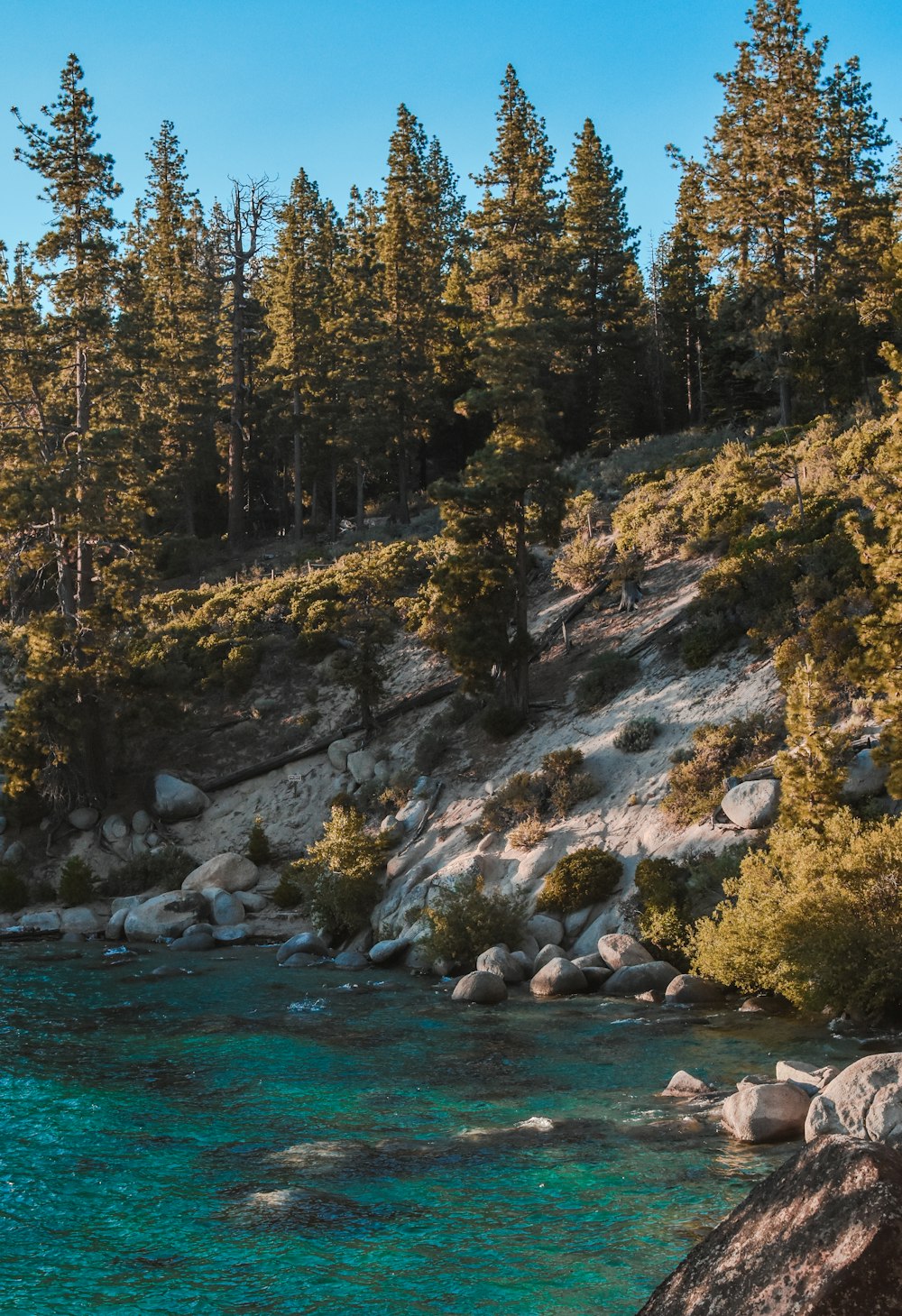 green trees beside body of water during daytime