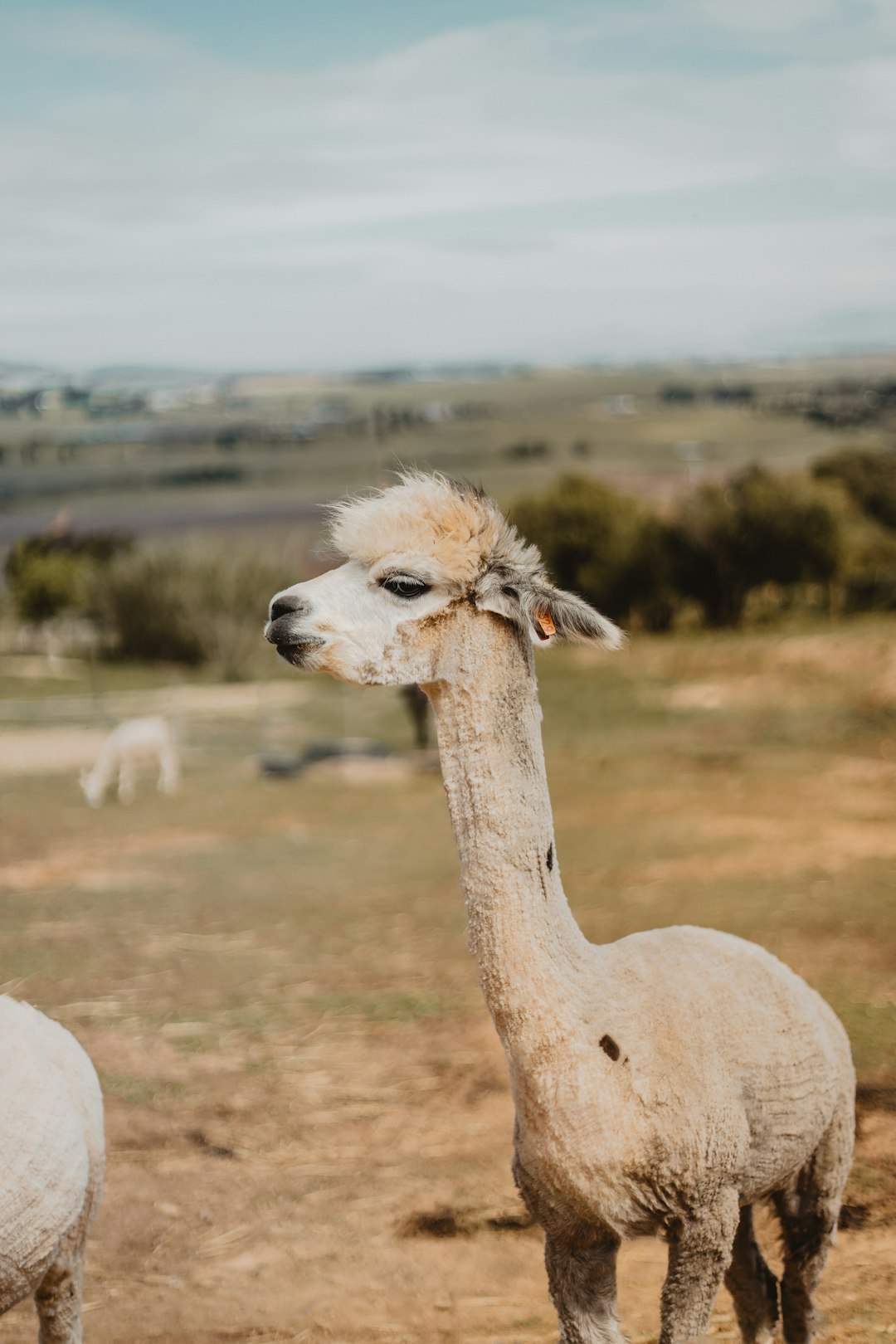 travelers stories about Wildlife in Western Cape, South Africa