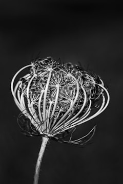 Close-up of bold blackwork floral tattoo with sharp edges.