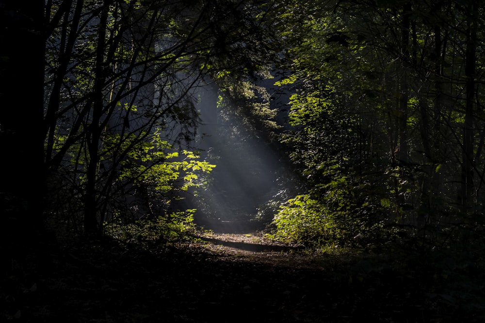 green trees with sun rays