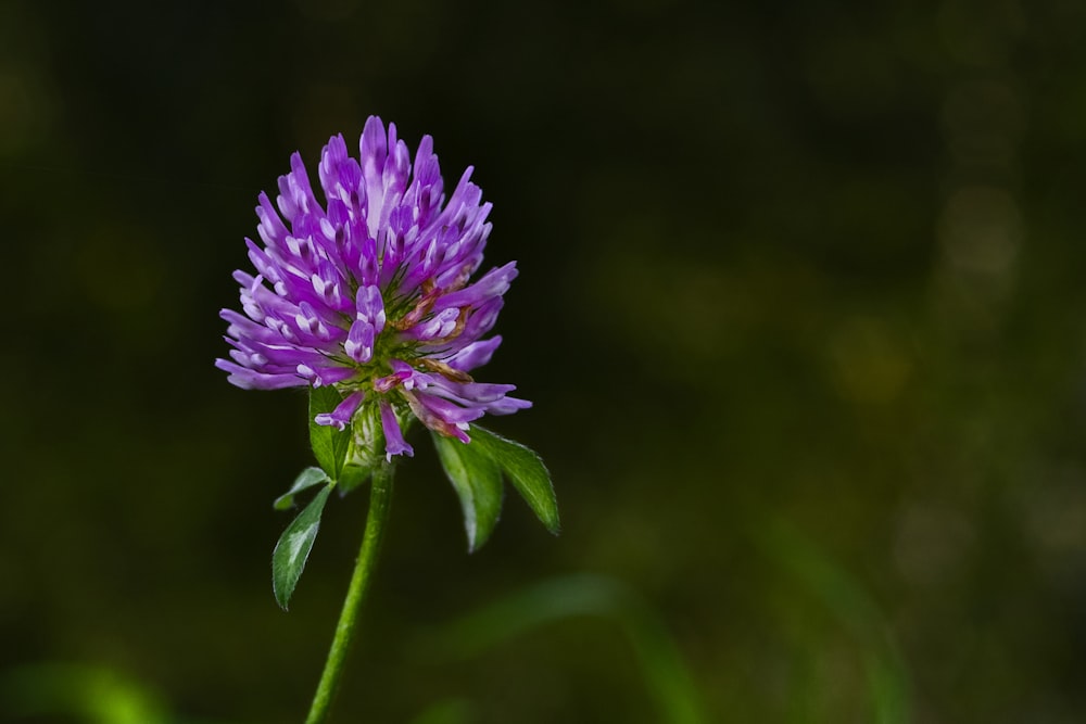 purple flower in tilt shift lens