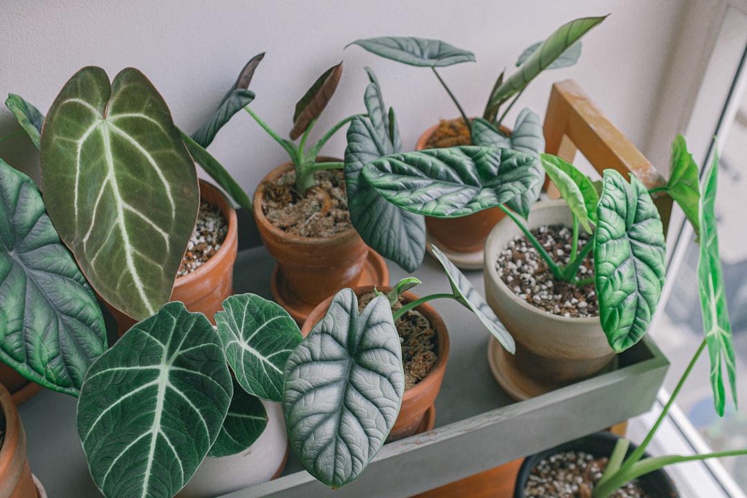 green potted plant on brown wooden table